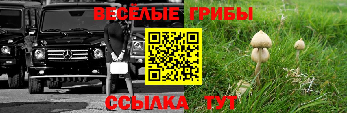 Псилоцибиновые грибы прущие грибы  Вход с VPN  Мценск  Псилоцибиновые грибы Magic Shrooms 